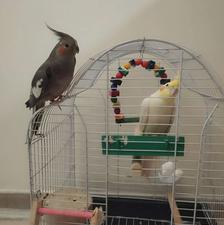 عروس هلندی جفت