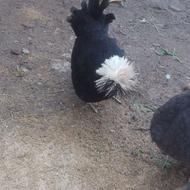 مرغ لهستانی