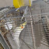 فروش پنج عدد عروس هلندی با قفس ووسایل