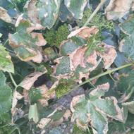 خریدار کود کبوتر هستم