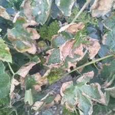 خریدار کود کبوتر هستم