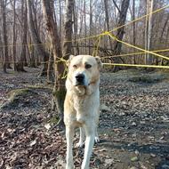 واگذاری سگ سرابی اصیل نگهبان