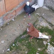 بدلیل نداشتن جا