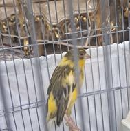 قناری رسمی بلند