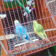 مرغ عشق بالغ با قفس یا بدون قفس