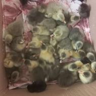 جوجه غاز سالم وسرحال