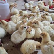 بوقلمون7روزه