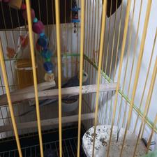 عروس هلندی سخنگو