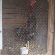 خروس لاری ...