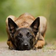 مالینویز بلژیکی واگذاری