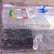 2عددقفس پرنده