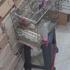 سهره خاکی جوجه امسال