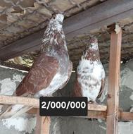 فروش چند جفت کبوتر جوجه کشی