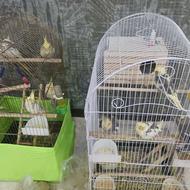 تعدادی عروس سرحال یک ساله دورنگ