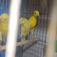 قناری نرشلاقی بخون ومست زرد لیمویی