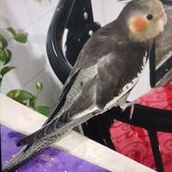 در اتاق باز بوده و پرنده ام پر زد