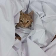 قبول واگذاری بچه گربه