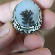 شجر اصل رکاب مجید