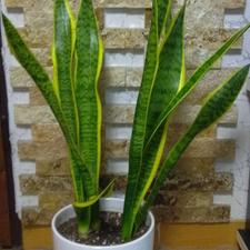 گل و گیاه فیکوس بلک و نقره ای و شامادورا و سانسوریا