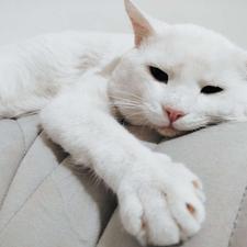 گربه نر اسکاتیش عروسکی وزیبا