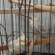 یک جفت عروس هلندی