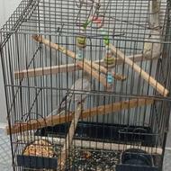 یک جفت عروس هلندی نروماده