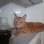 واگذاری گربه