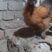 خروس ابریشمی