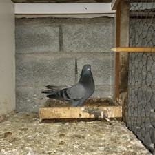 کبوتر پرشی یک جفت