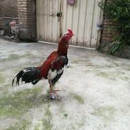 خروس لاری عالی