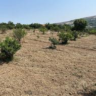 1000 متر زمین باغی