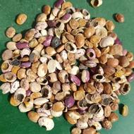 شرکت سنا دانه با دستگاه لیزر و هوش مصنوعی جهت پاک‌کردن بذرها