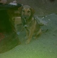 توله سگ پژدر عراقی واگذاری