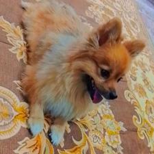 پامر روباهی عروسکی واگذاری