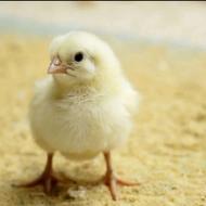 فروش جوجه مرغ گوشتی