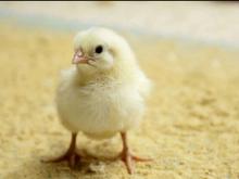 فروش جوجه مرغ گوشتی در شیپور