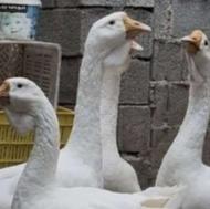 خریدار پلموت خروس مرغ غاز اردک بوقلمون تخم غاز