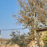 خرید چوب وبرش درخت