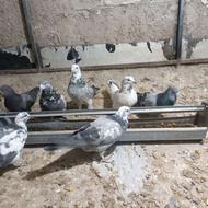 کبوار پرشییی