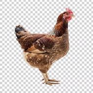 مرغ و جوجه و تخم مرغ محلی