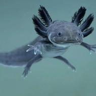 انواع ماهیان زینتی