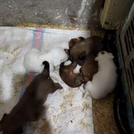 سگ نژاد دار بهمراه هفت عدد توله 40 روزه