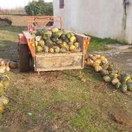 کدو دامی تعیین قیمت با شما