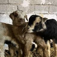 بزغاله شیرخور