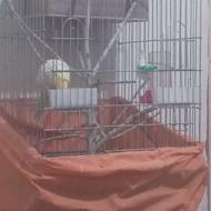 معاوضه قفس پرنده