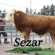 کارگر ماهر به گاوداری میخوام