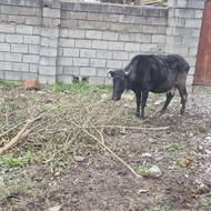 گاو برای پروار بندی