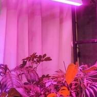 براکت (مهتابی) رشد گیاه