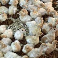 فروش بهترین نژادبوقلمون گوشتی 10روزه بایکبارخریدمشتری میشین