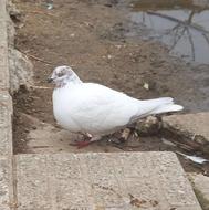 کبوتر پرشی ماده